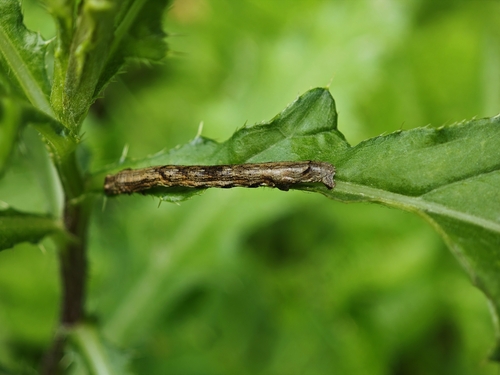 Small Engrailed