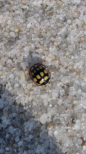 Sulfurous Lady Beetle