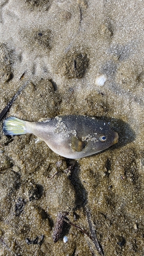 Yellow-eyed Puffer
