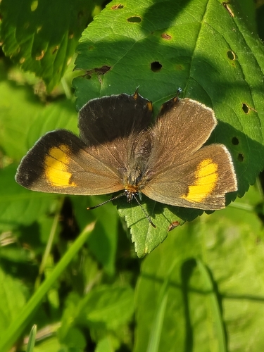 Brown Hairstreak