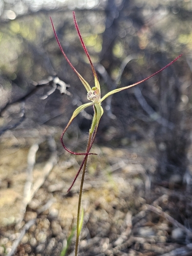 Chameleon Spider Orchid
