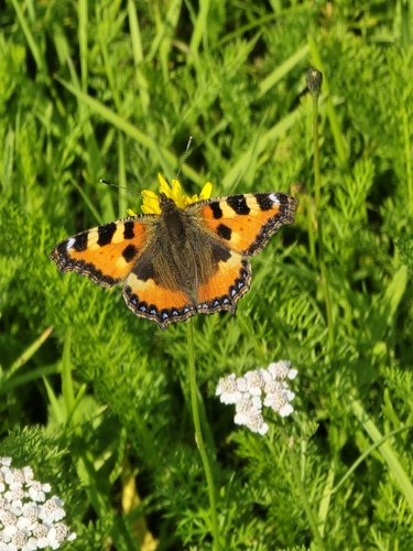 Small Tortoiseshell