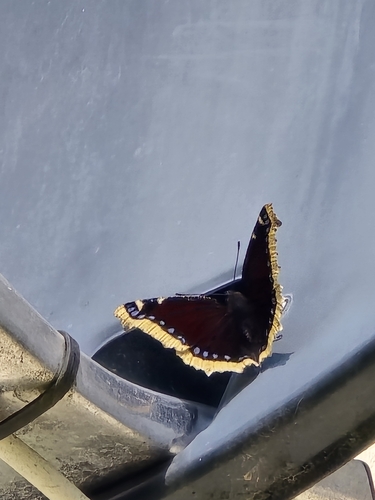 Mourning Cloak