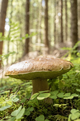 Summer Bolete