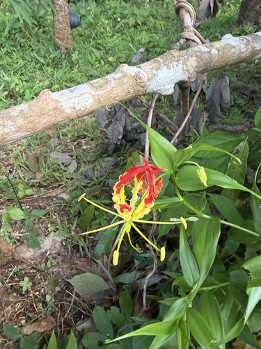 flame lily