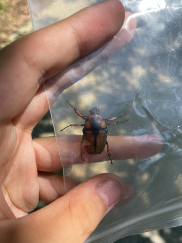 Cosmiomorpha decliva
