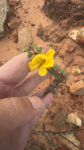 Chamaecrista ramosa