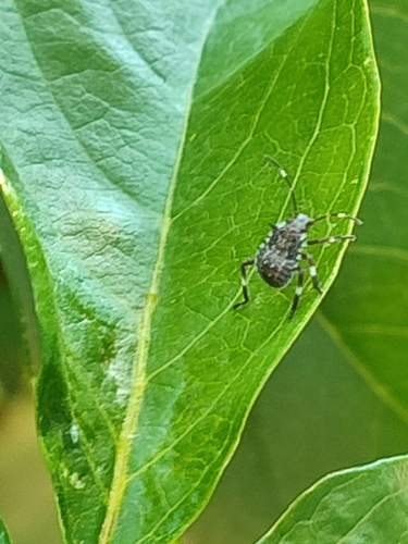Brown Marmorated Stink Bug