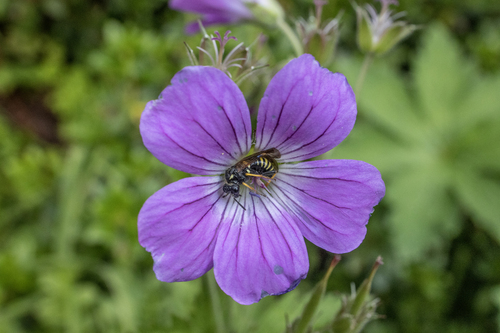 Tenthredo koehleri