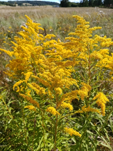 Canada goldenrod