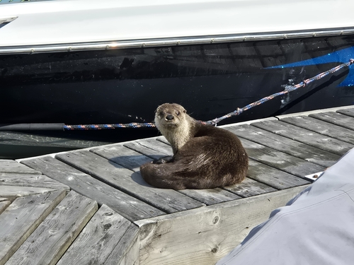 North American River Otter