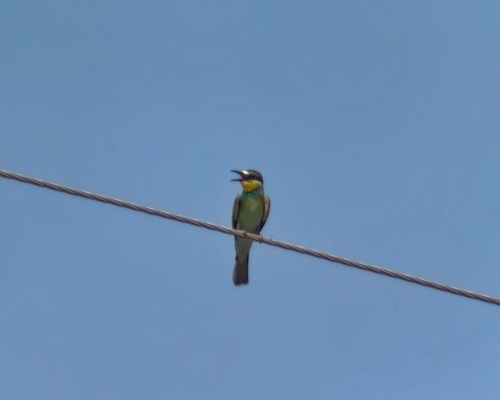 European Bee-eater