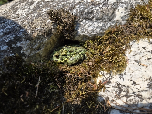 Western Toad