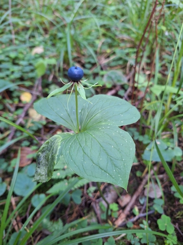 Herb Paris