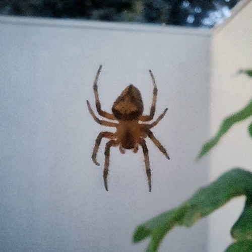 Eriophora edax