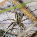 Pardosa pauxilla - Photo (c) Jay L. Keller, όλα τα δικαιώματα διατηρούνται, uploaded by Jay L. Keller