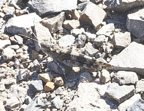 Blue-winged Sand Grasshopper