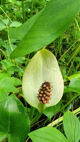 marsh calla