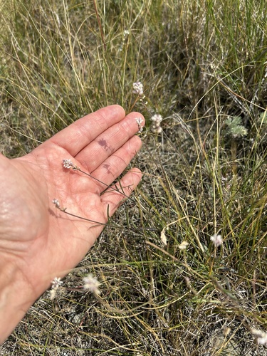 white milkwort