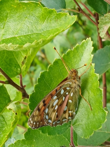 Dark Green Fritillary