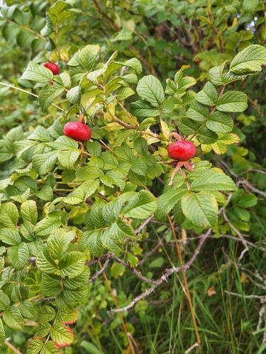 rugosa rose