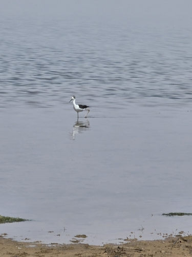 Black-winged Stilt