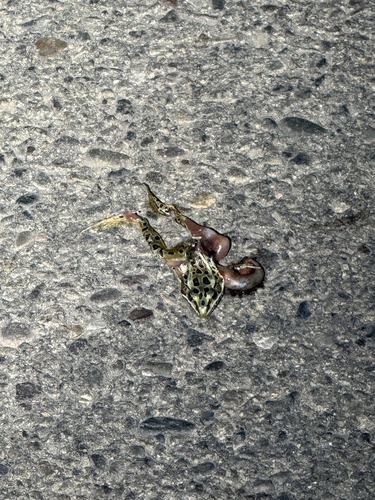 Northern Leopard Frog