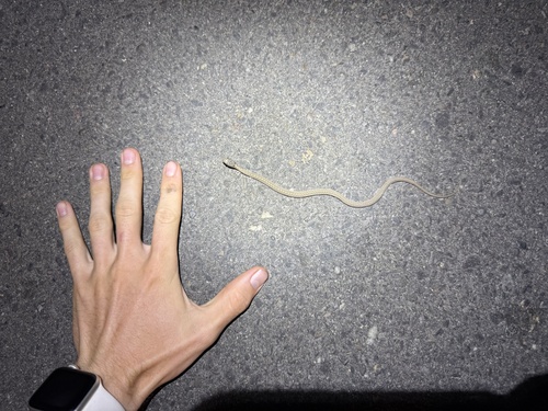 Wandering Garter Snake
