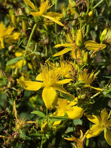 Common St. John's Wort