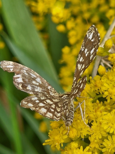 Latticed Heath