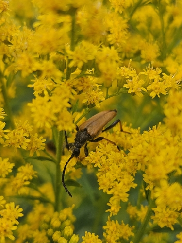 Red Pine Longhorn Beetle