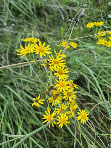 ragwort