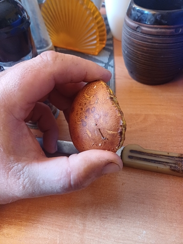 Aureoboletus projectellus