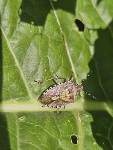 Sloe Bug