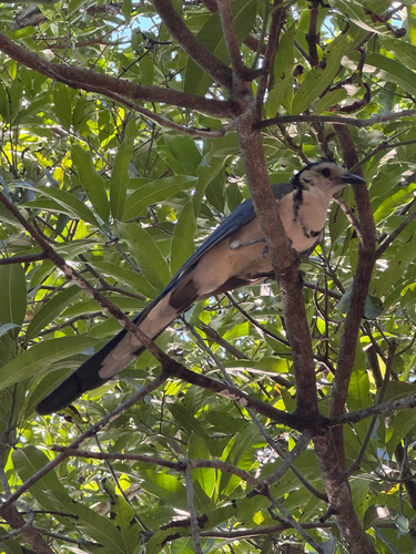 White-throated Magpie-Jay