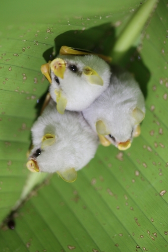 Honduran White Bat