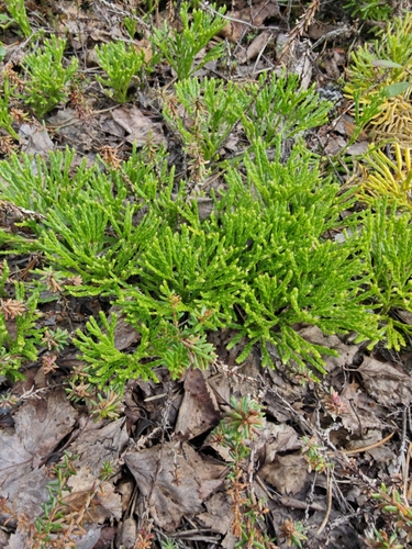 northern ground-cedar