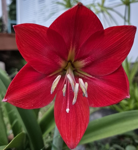 South American amaryllis