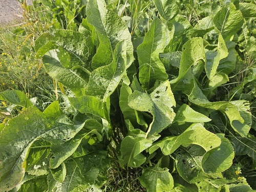 Horseradish
