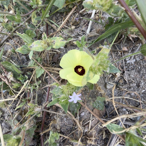 Pavonia cancellata