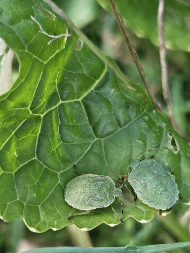 Green Shield Bug