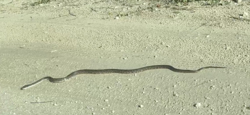 Western Ratsnake observed by carol59