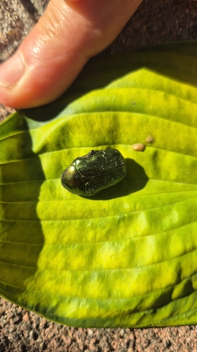European Rose Chafer