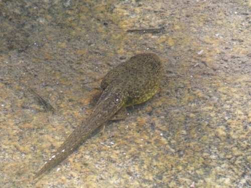 iNaturalist observation photo of American Bullfrog