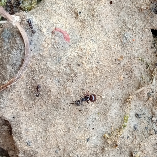 Barbary Harvester Ant