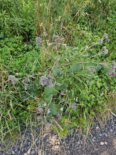 Woolly Burdock