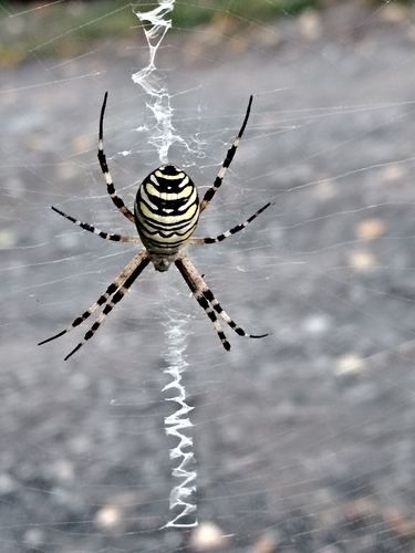 Wasp Spider