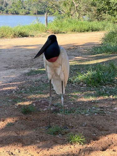 Jabiru
