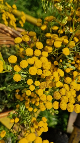 tansy