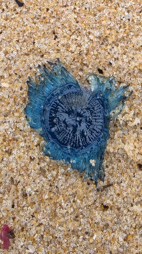 Blue Button